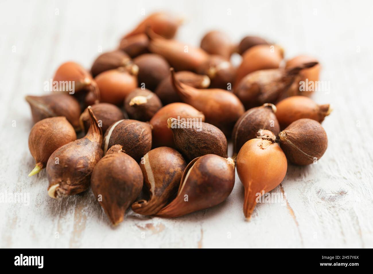 Wild tulip (tulipa sylvestris) bulbs Stock Photo