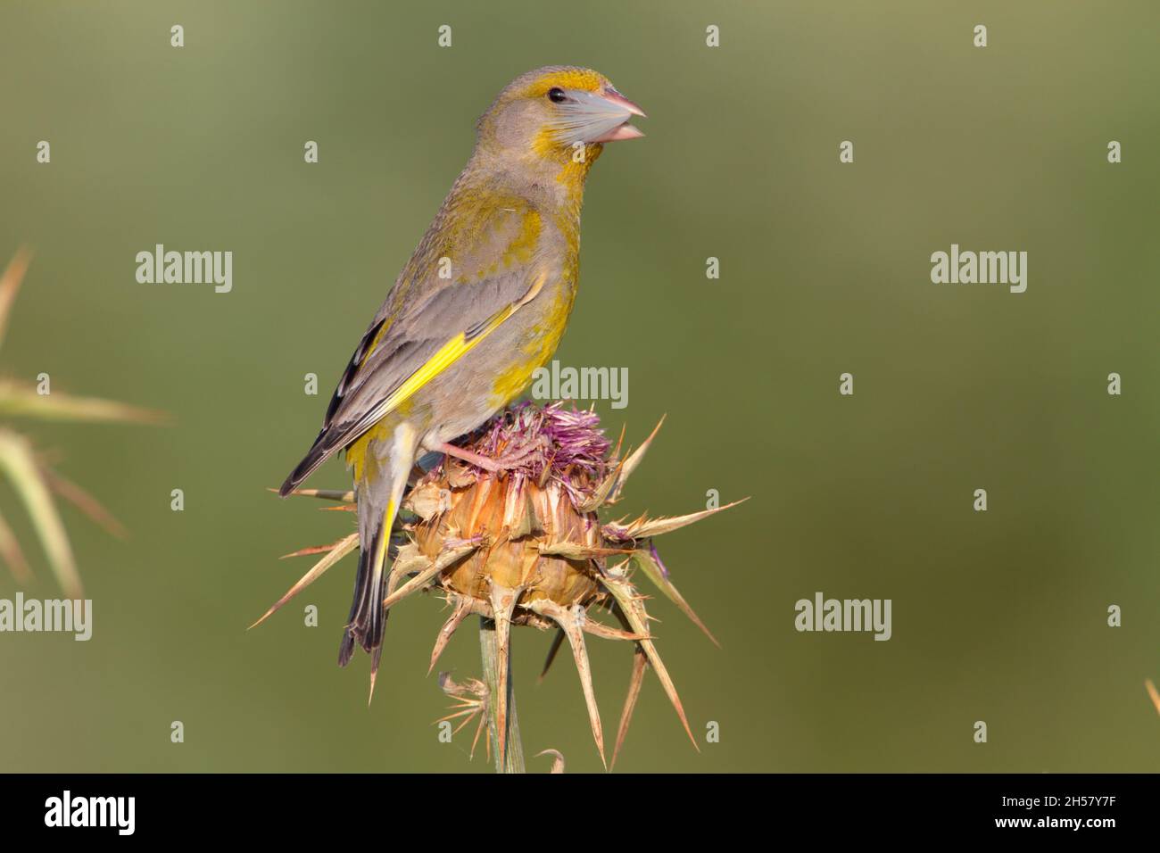 An adult male European Greenfinch (Chloris chloris) feeding on a thistle on the Greek island of Lesvos in spring Stock Photo