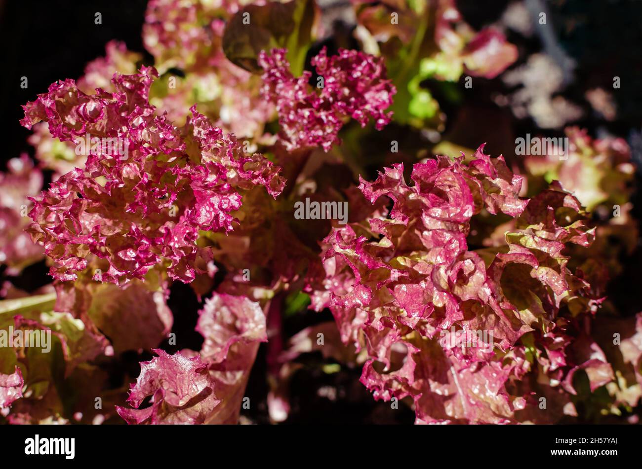 Close up of an oak leaf lettuce Stock Photo