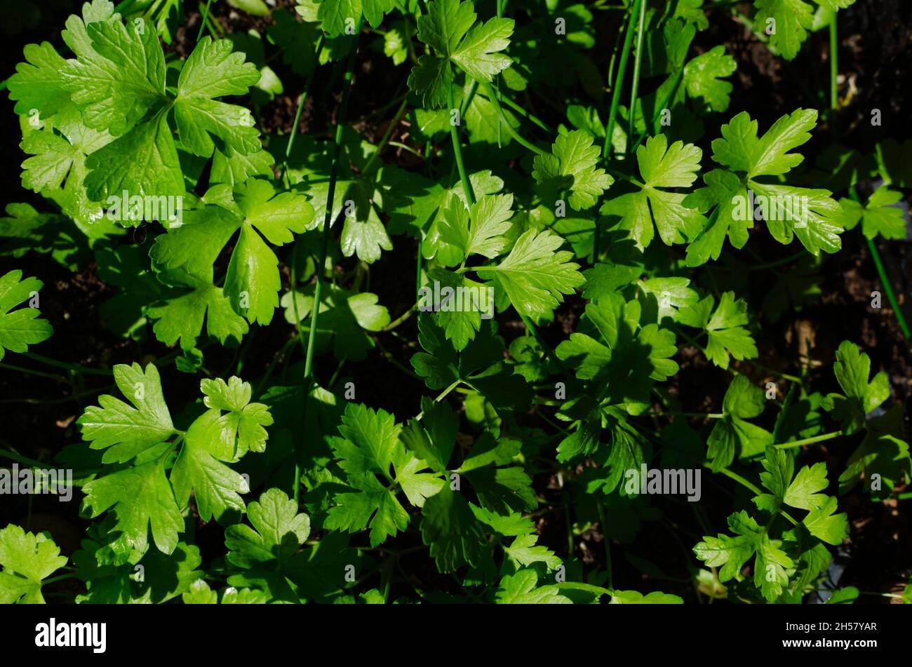 Top view of healthy parsley. Black background. Stock Photo