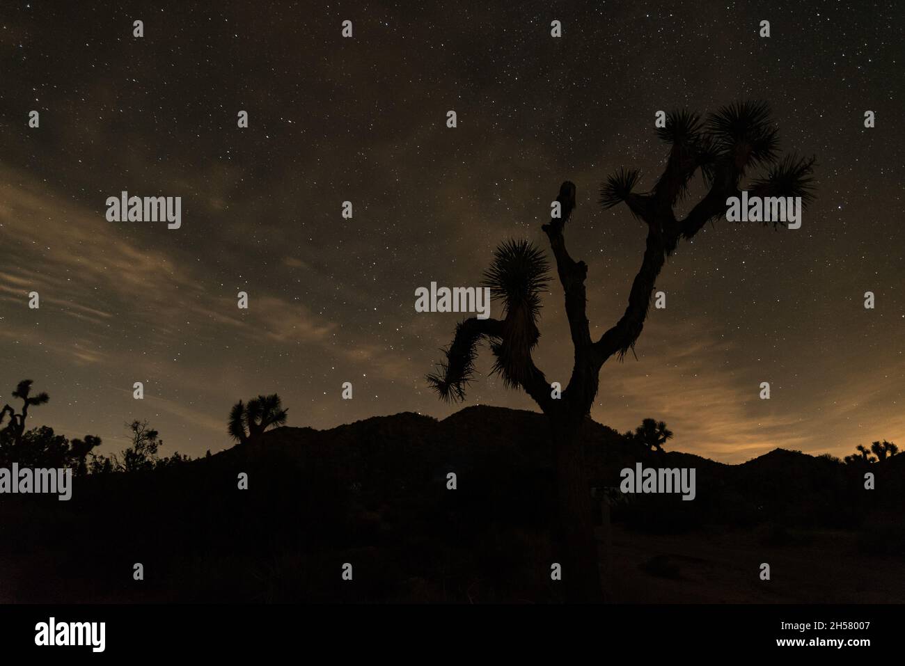 Silhouette Of A Joshua Tree At Night In Joshua Tree National Park Usa