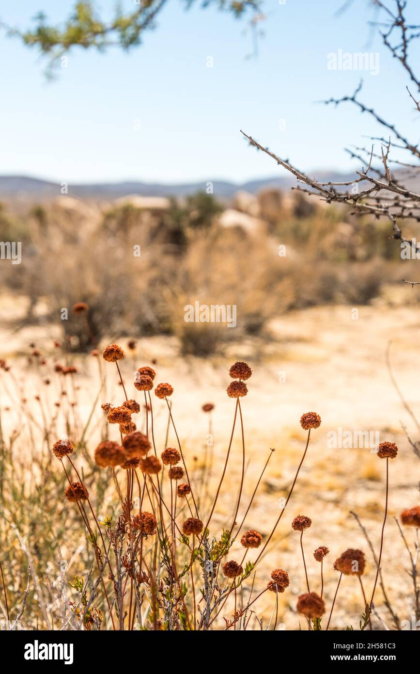 Great desert landscape in Joshua Tree National Park, USA Stock Photo