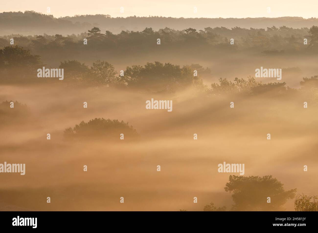 coniferous forest in fog at sunrise Stock Photo