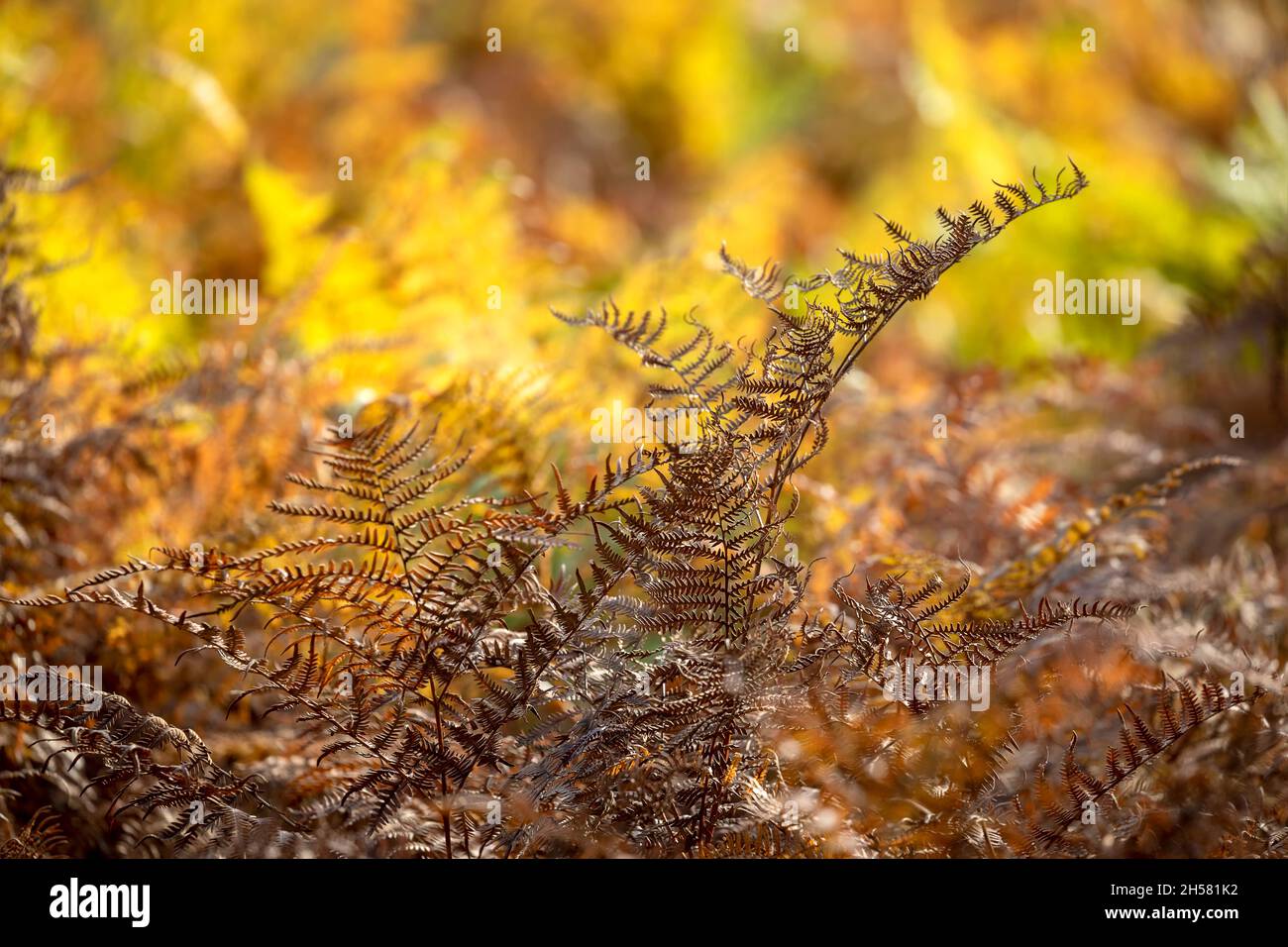 dry orange fern leaf in aurtumn forest Stock Photo