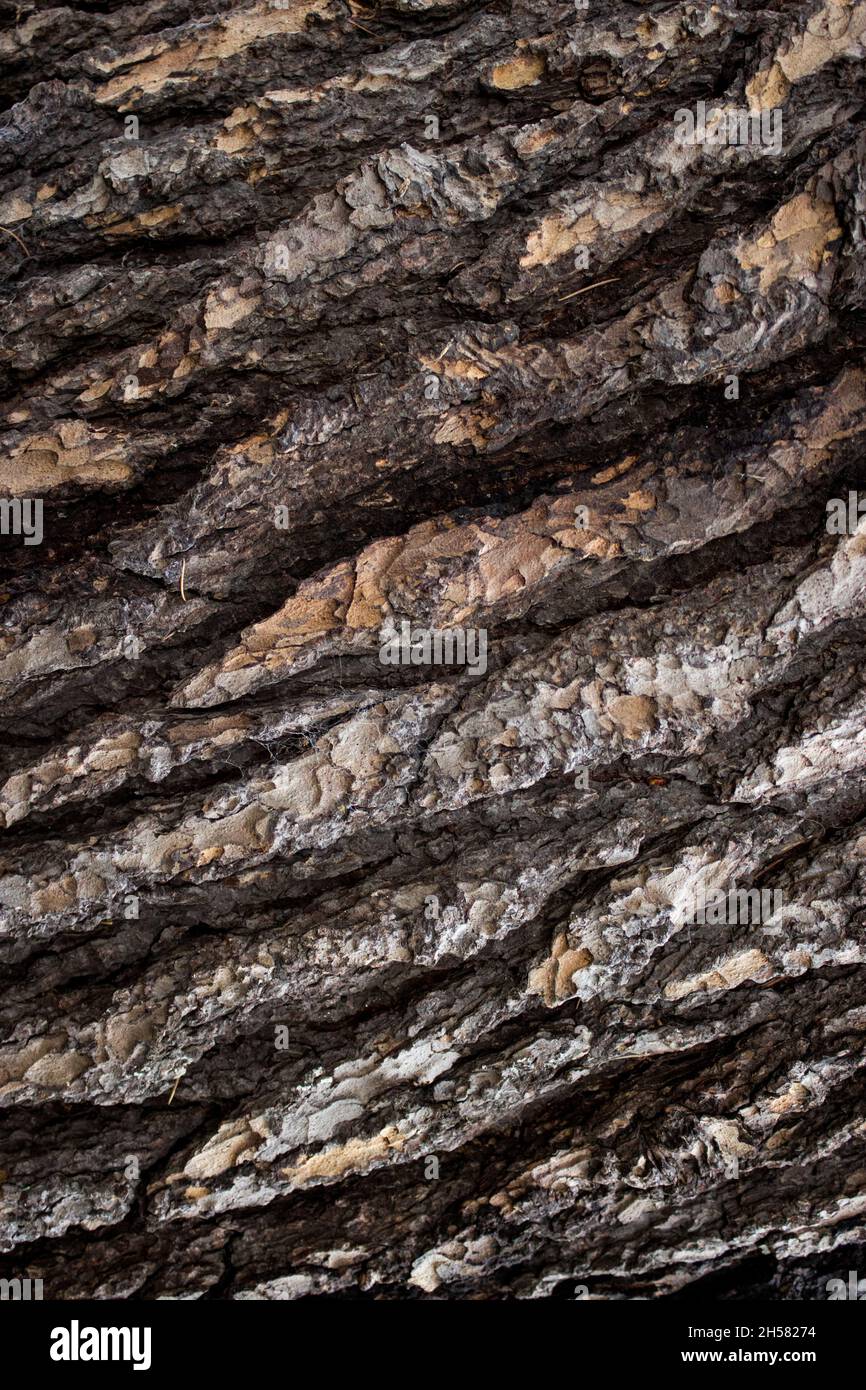 Tree Surface, Bark, Abstract Nature, Background Image, Close Up Abstract Image, Pattern, Texture Stock Photo