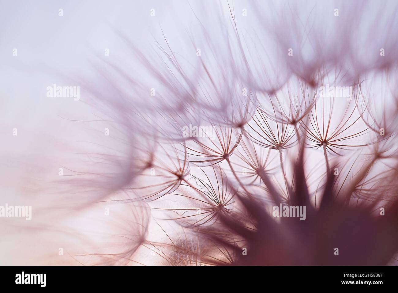 Macro shot of salsify seeds also called Goatsbeard, against evening sky. Scientific name is Trapopogon dubius. Stock Photo