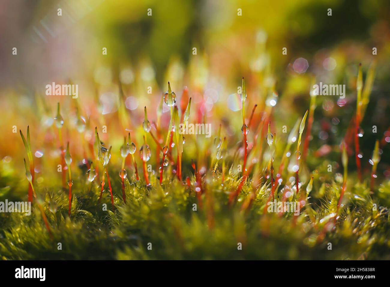 Macro shot of  bryum moss (Pohlia nutans) on dark blue background. Rain drops on moss Stock Photo