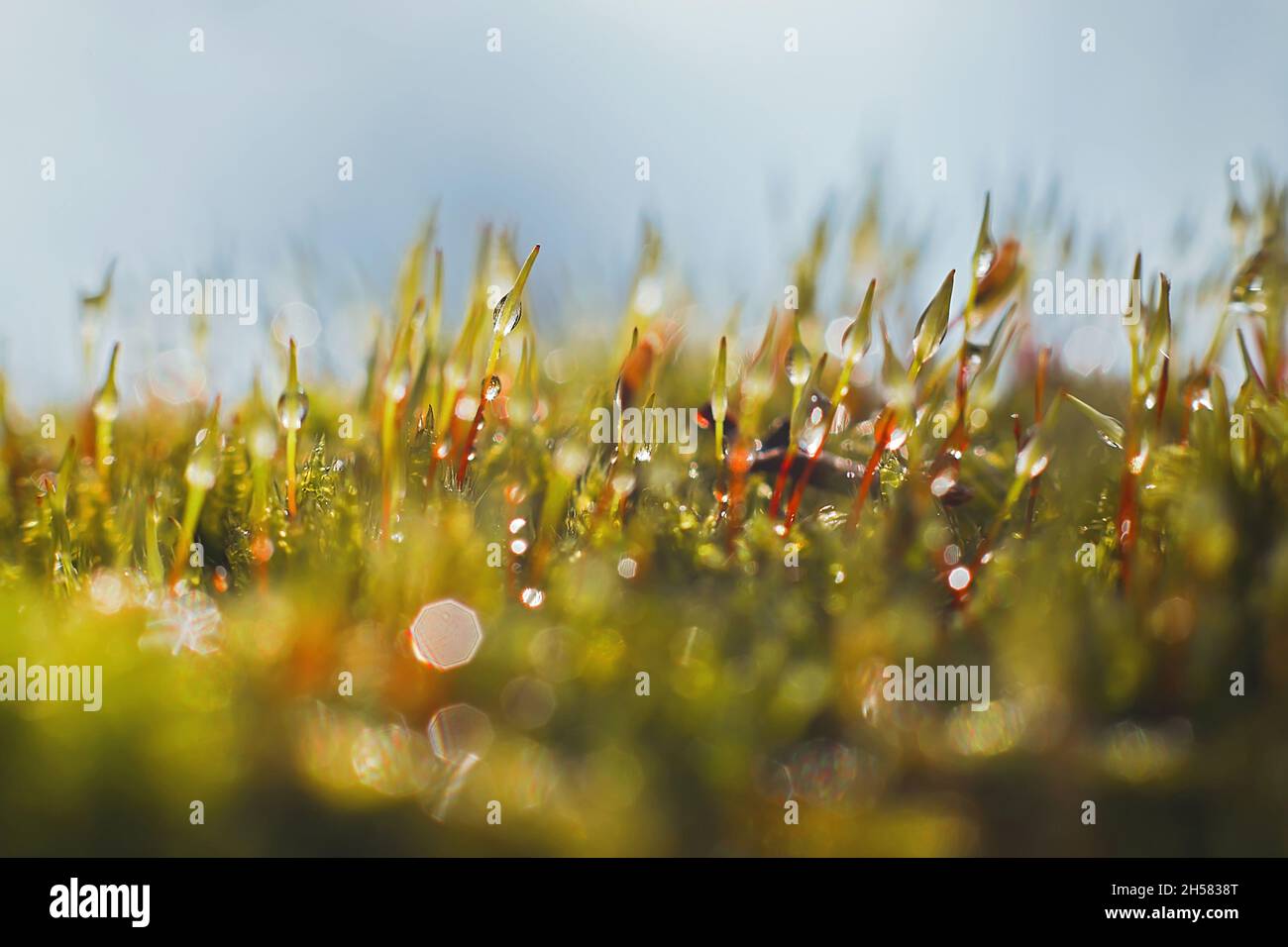 Macro shot of  bryum moss (Pohlia nutans) with rain drops on light blue background Stock Photo