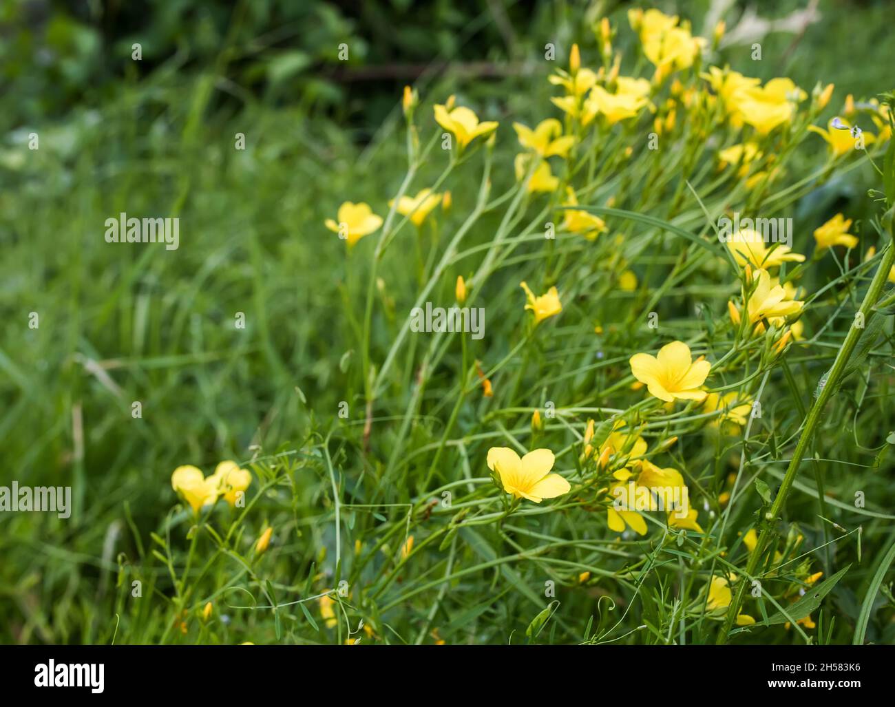 Linum flavum, golden flax or yellow flax pring summer flowering semi evergreen plant on field among summer medicinal plants. Growing in meadow or yell Stock Photo