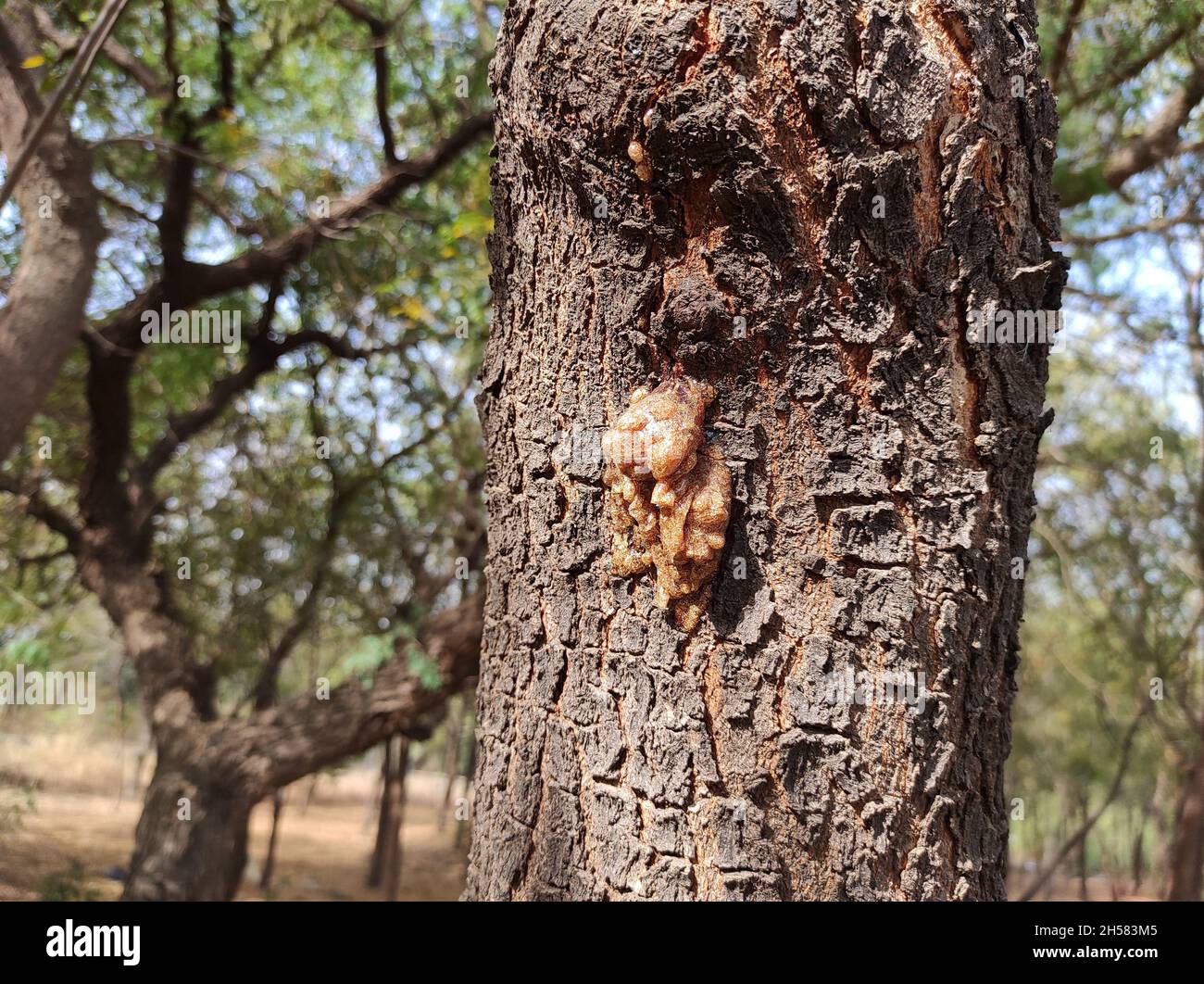 A closeup shot of fungus on a tree bark Stock Photo - Alamy