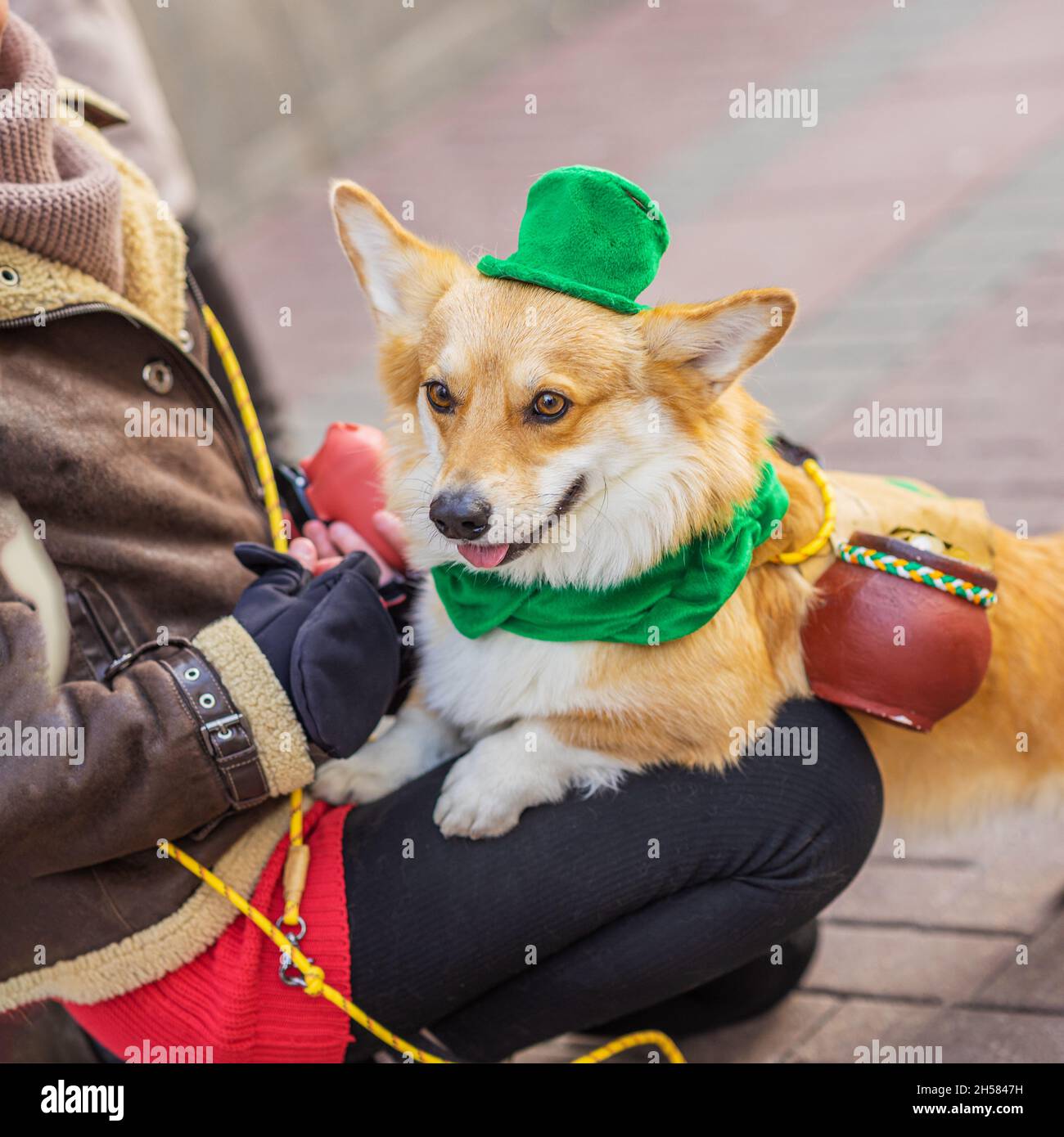 corgi in hat