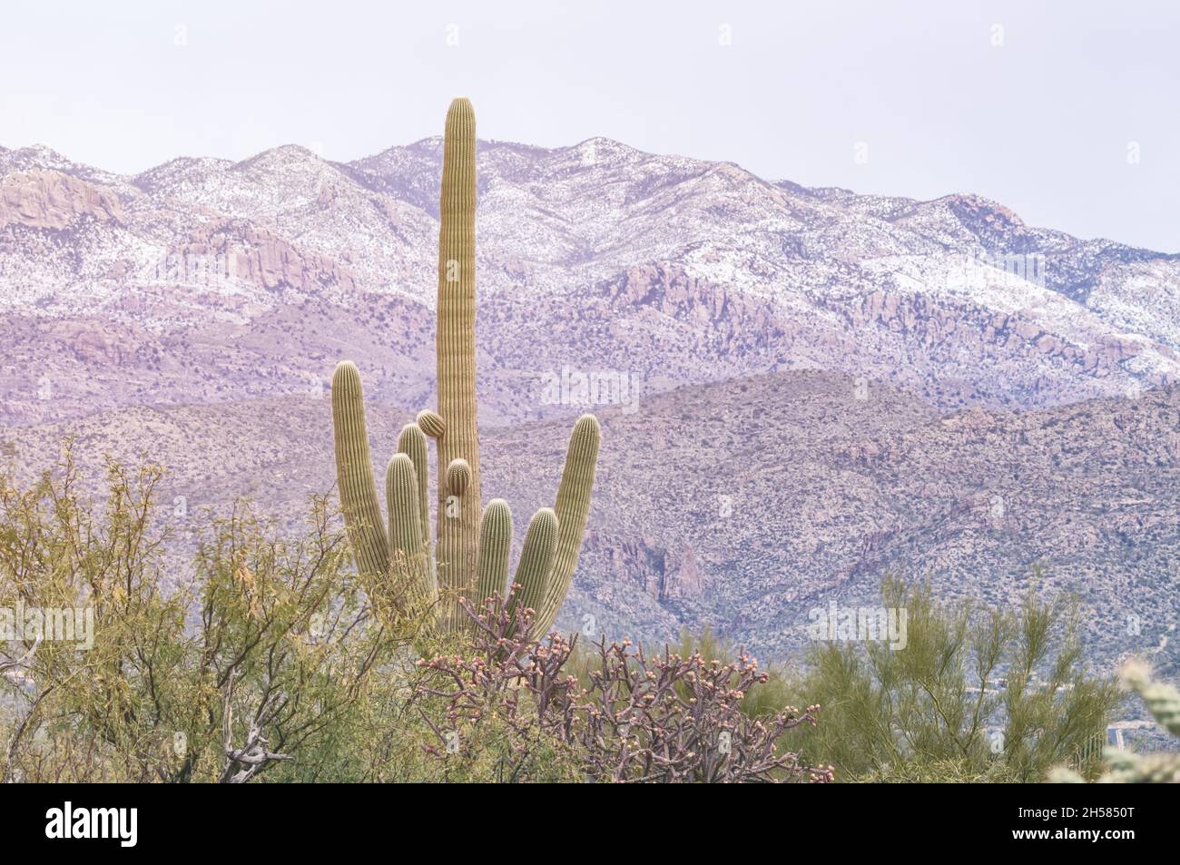 Sonoran desert landscape with saguaro cacti ,Carnegiea gigantea, and ...