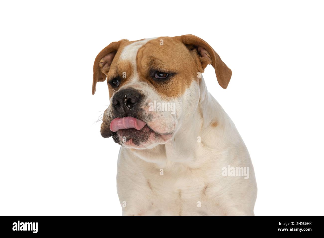 beautiful american bulldog dog sticking out tongue and mocking someone ...