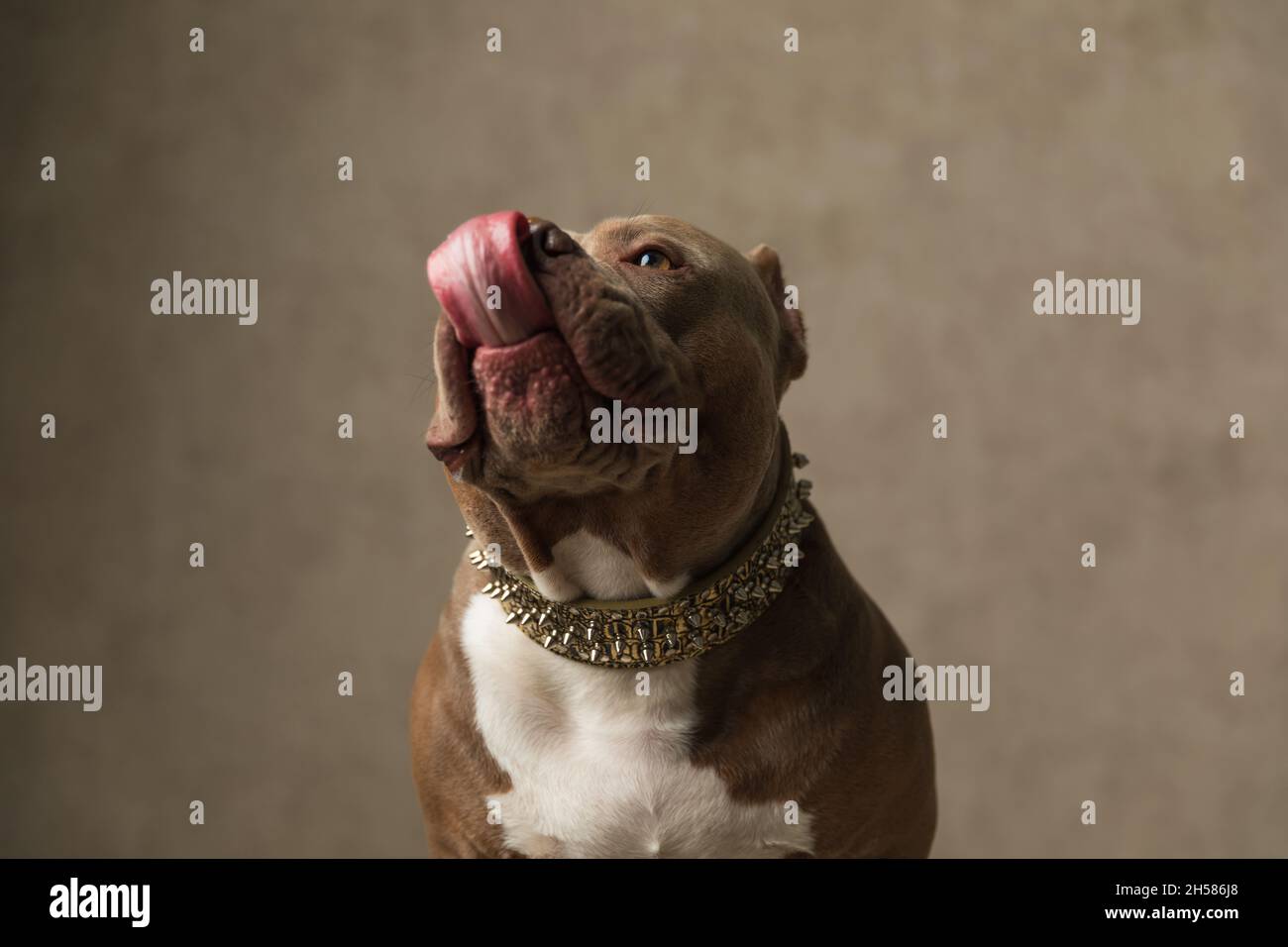 What Does It Mean When A Dog Licks His Nose