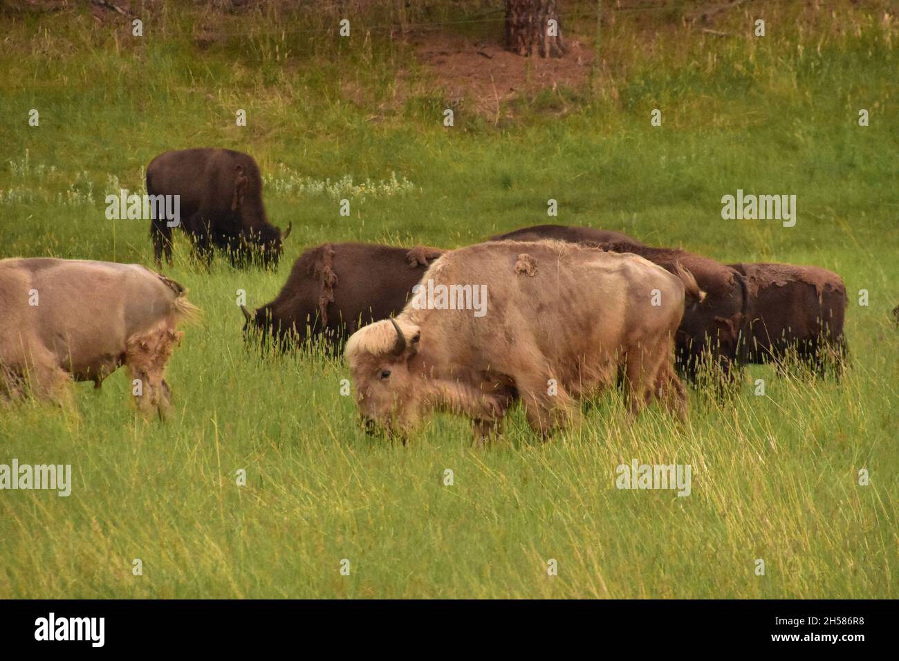 Sacred White Bison High Resolution Stock Photography and Images Alamy