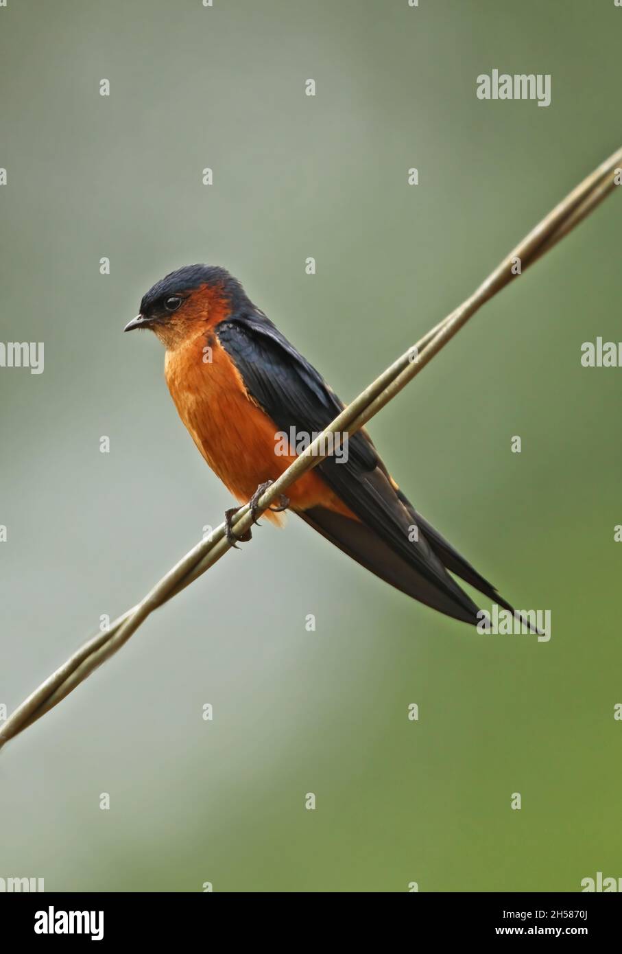 Sri Lanka Swallow (Cecropis hyperythra) adult perched on wire (Sri Lanka endemic) Sri Lanka               December Stock Photo