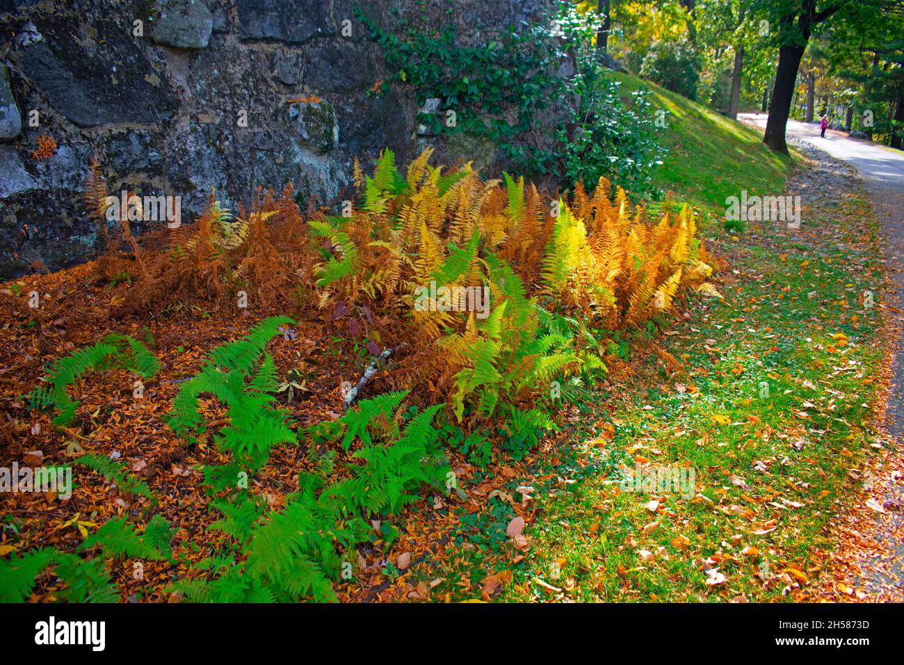 A variety of golden, brown, and green leaf colors in a bed of eastern hay-scented fern, a plant native to eastern North America -01 Stock Photo