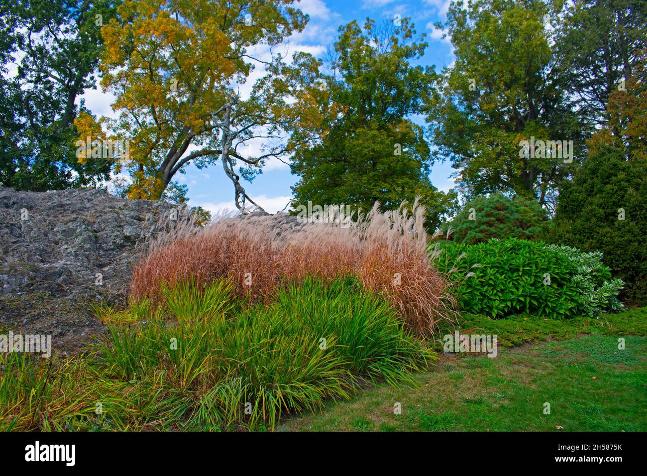 Miscanthus sinensis, or Chinese silver grass, a species of flowering plant in the grass family, in a garden setting on a sunny autumn day -01 Stock Photo