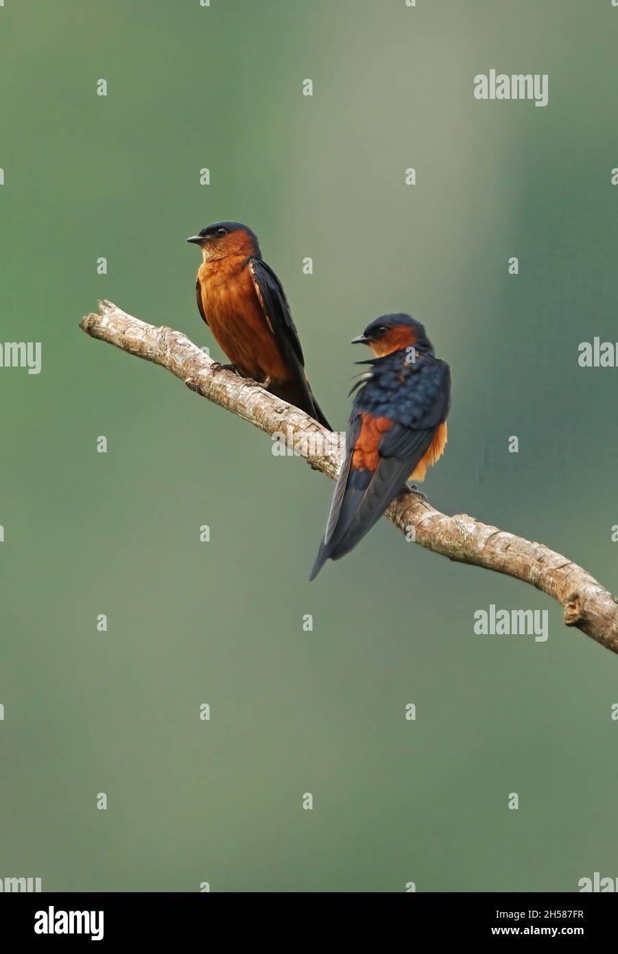 Sri Lanka Swallow (Cecropis hyperythra) two adults on dead tree (Sri Lanka endemic) Sri Lanka               December Stock Photo