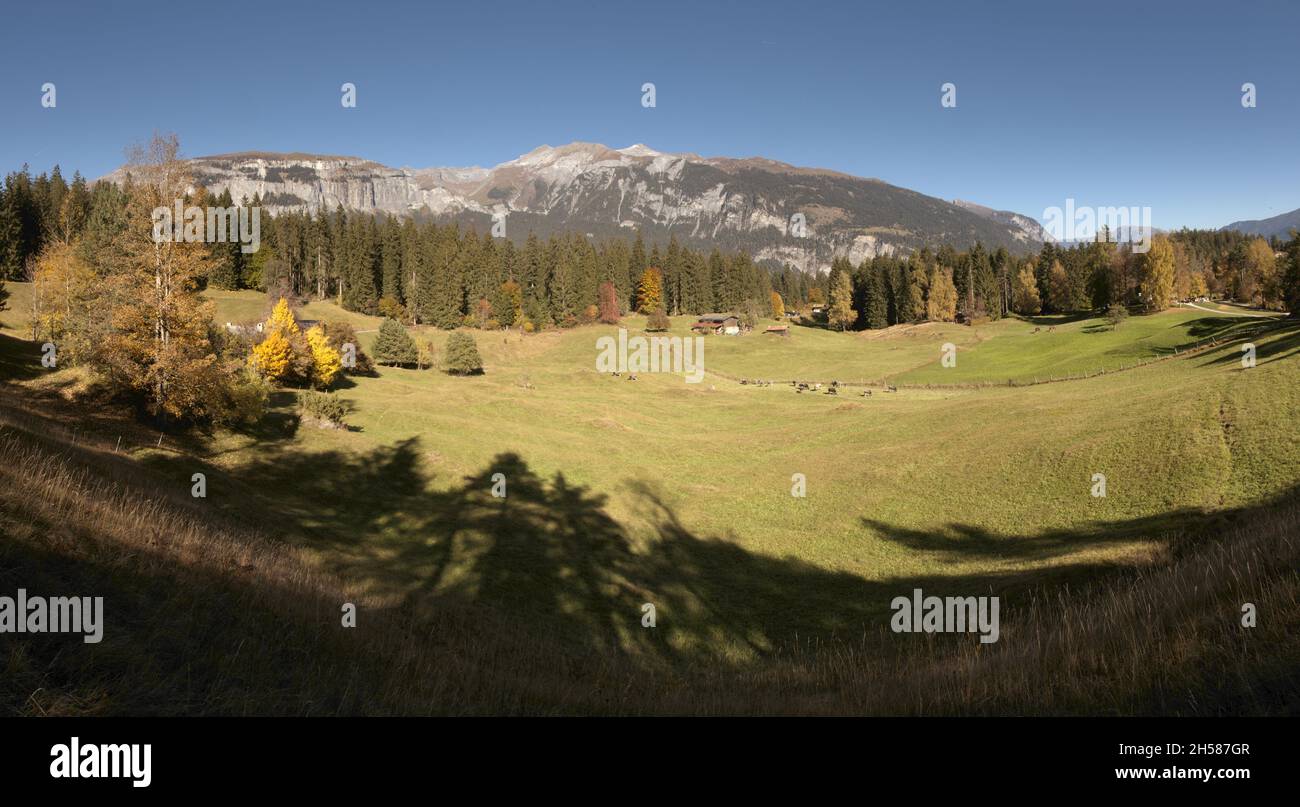 Meadows and woods around Flims, Switzerland Stock Photo - Alamy