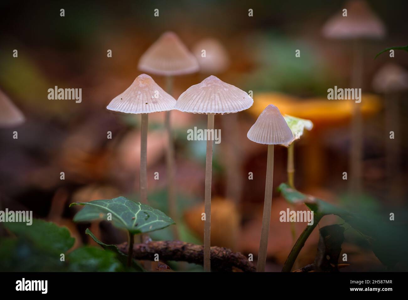 Group of some small white brightly lit mushrooms on high stems Stock Photo