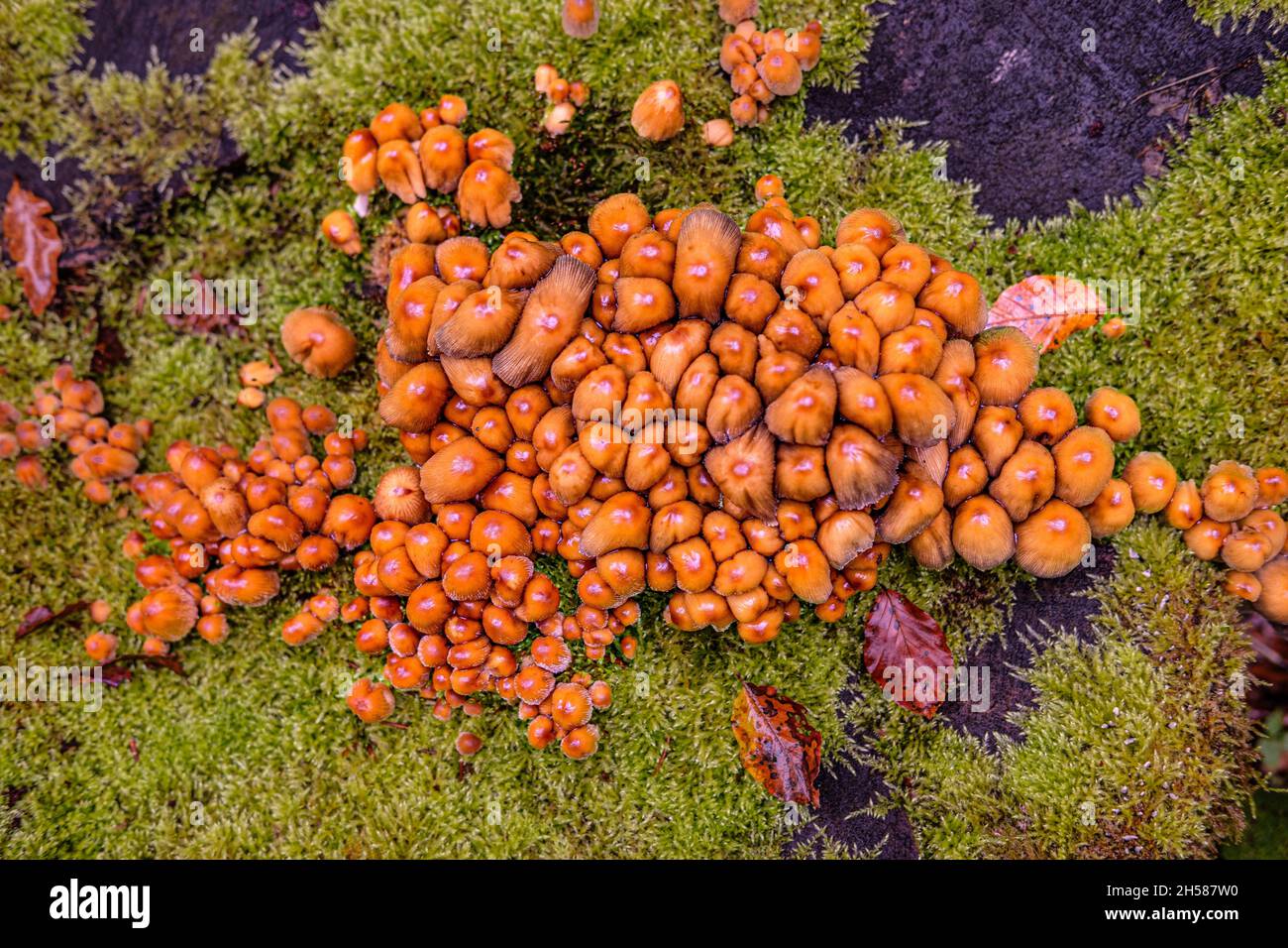 Top view of a group of small brown old mushrooms Stock Photo