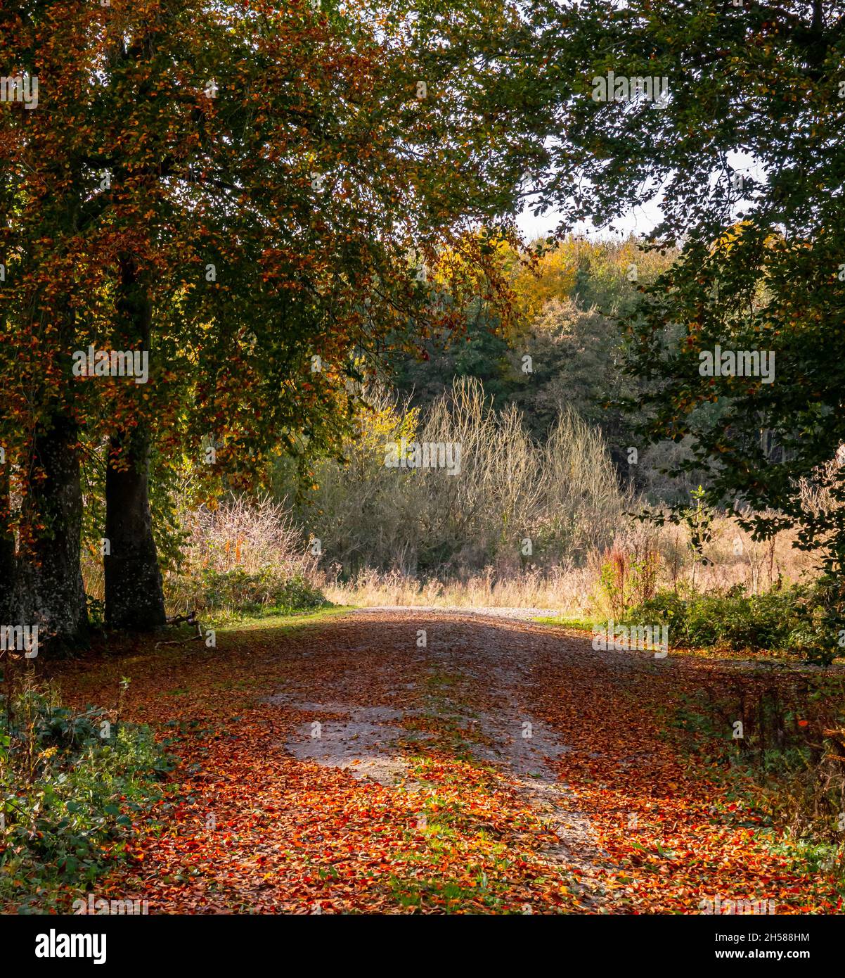 an autumnal track littered with golden beech tree (Fagus sylvatica) leaves Stock Photo