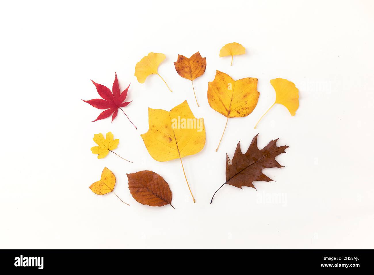Autumn leaves creative arrangement. Decoration, fall pattern. Flat lay elegant dry leaves composition. Seasonal deco. Stock Photo