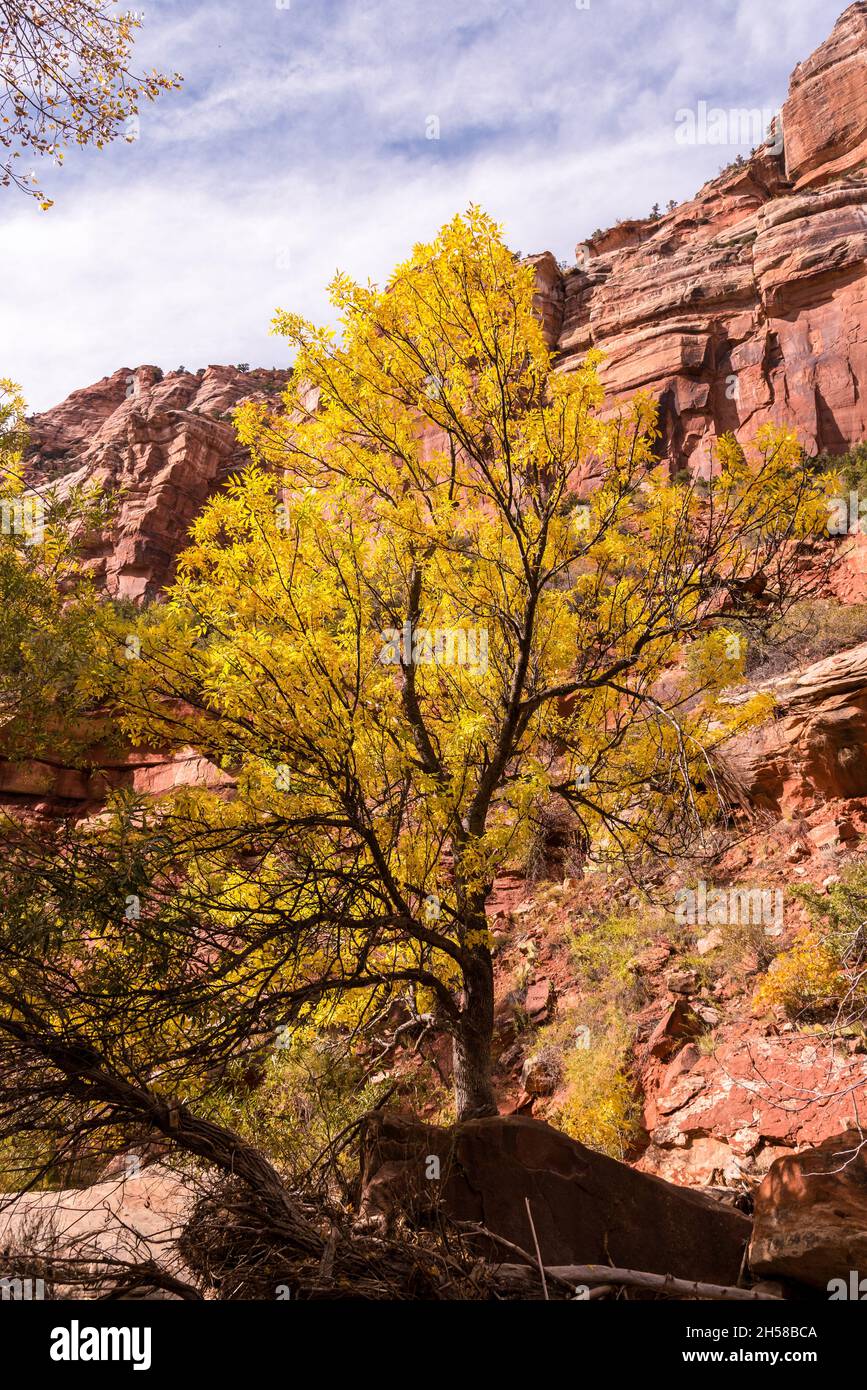 Wild untouched landscape surrounding the Left Fork Creek in Zion NP, USA Stock Photo