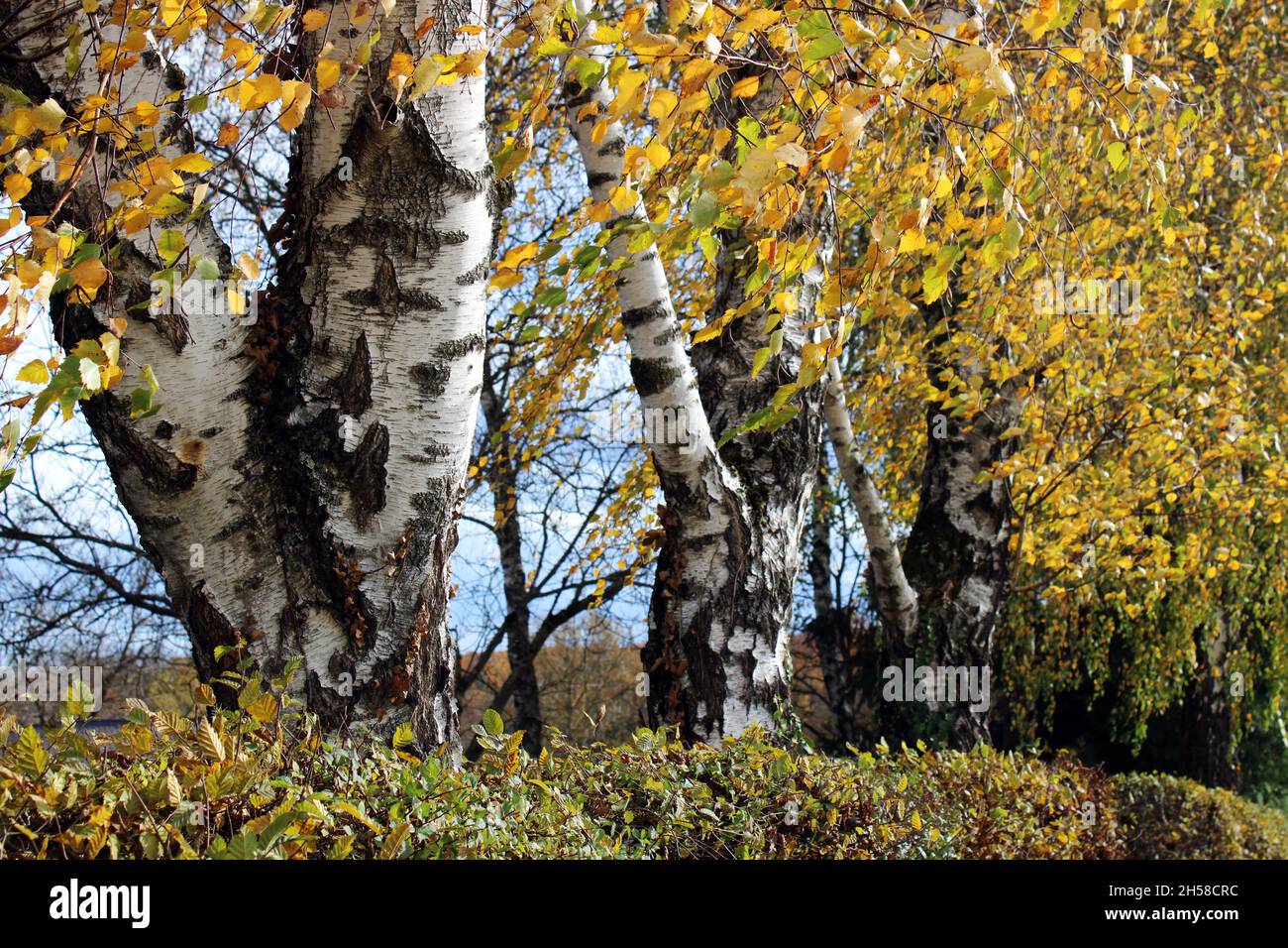 Fields, meadows, vegetation and  forests by autumn, countryside near Zagreb, Croatia Stock Photo