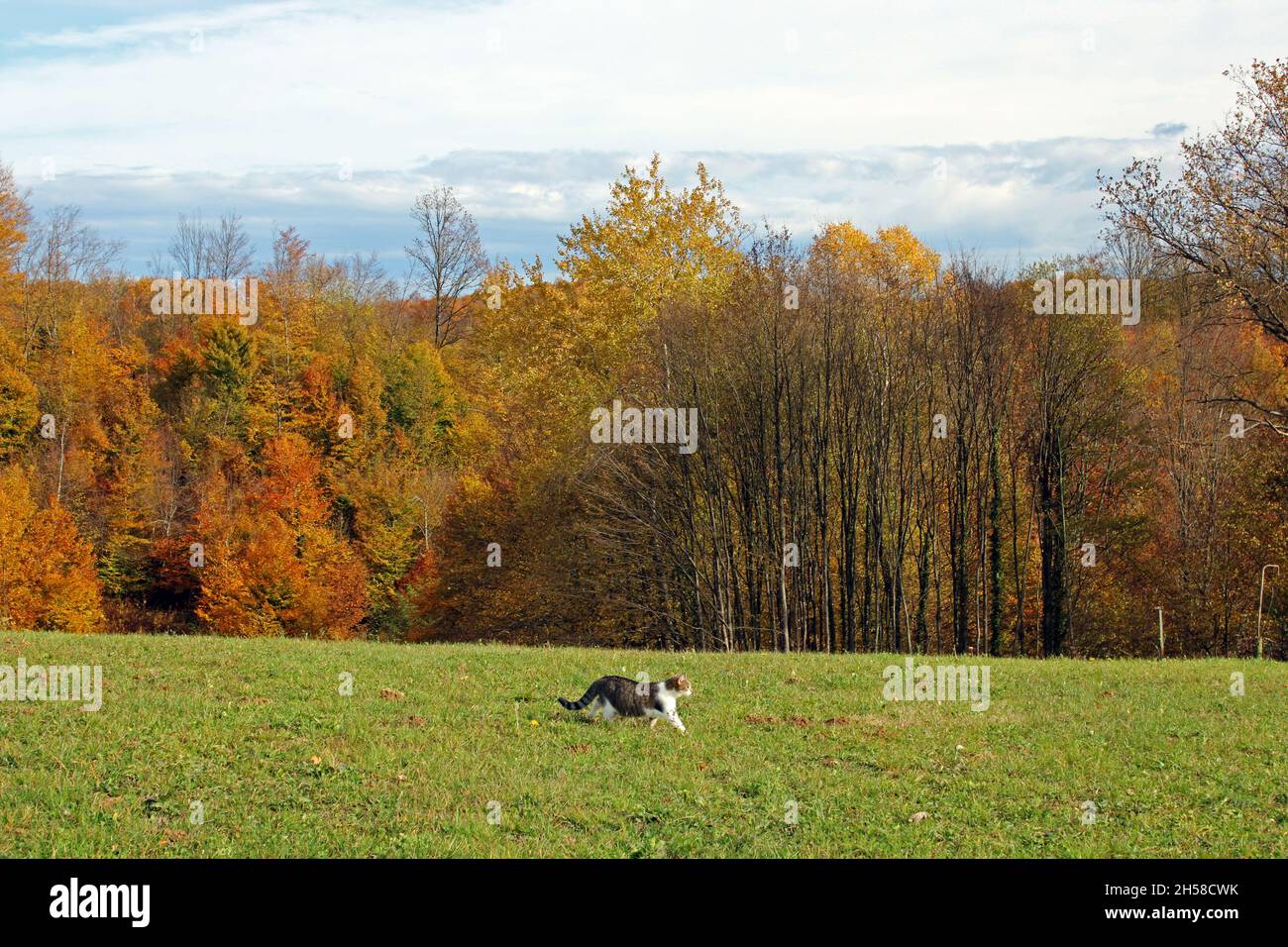 Fields, meadows, vegetation and  forests with a cat by autumn, countryside near Zagreb, Croatia Stock Photo