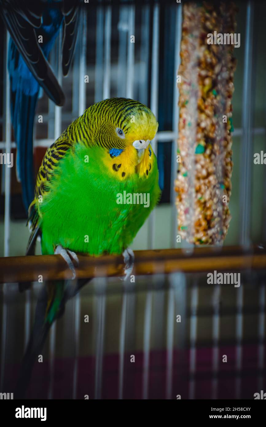 a lovely green and blue parakeets Stock Photo Alamy
