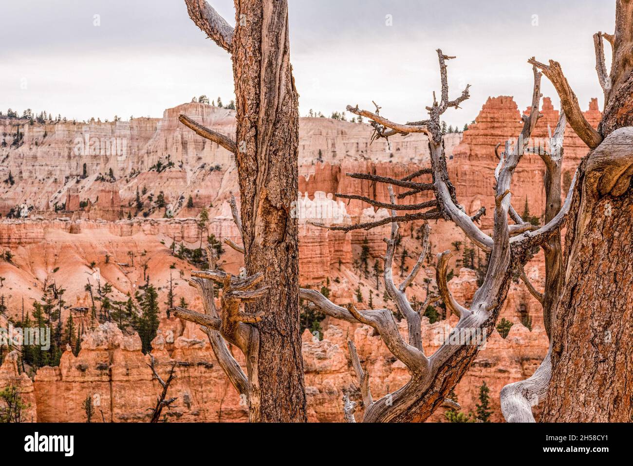 Scenic rocks from the Navajo Loop Trail leading through Bryce Canyon ...
