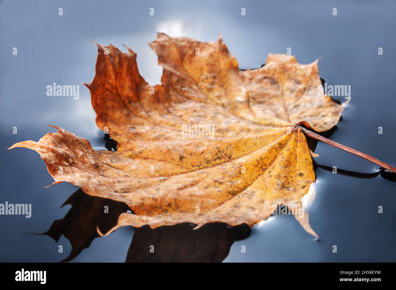 Autumn yellow leaf floating on the mirror surface of the water Stock ...