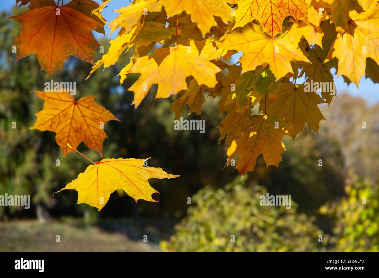 falling autumn yelow leafs on blured forest natural background Stock Photo