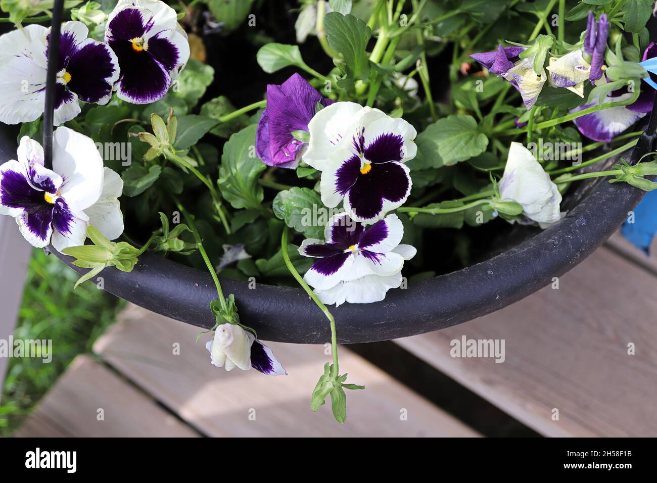 Closeup of purple and white pansies fgrowing in spring Stock Photo