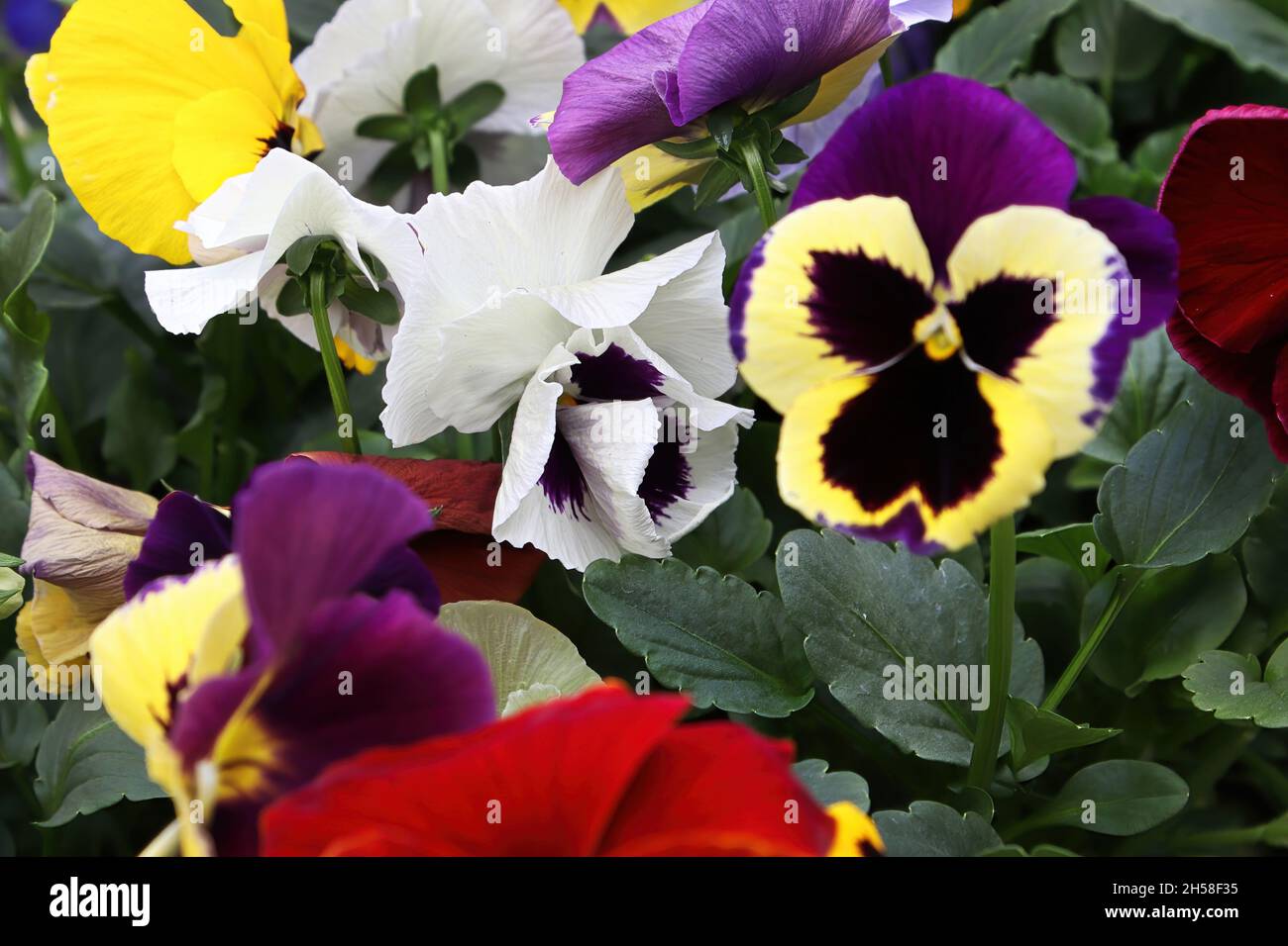 Various colored violas growing in a pot Stock Photo Alamy