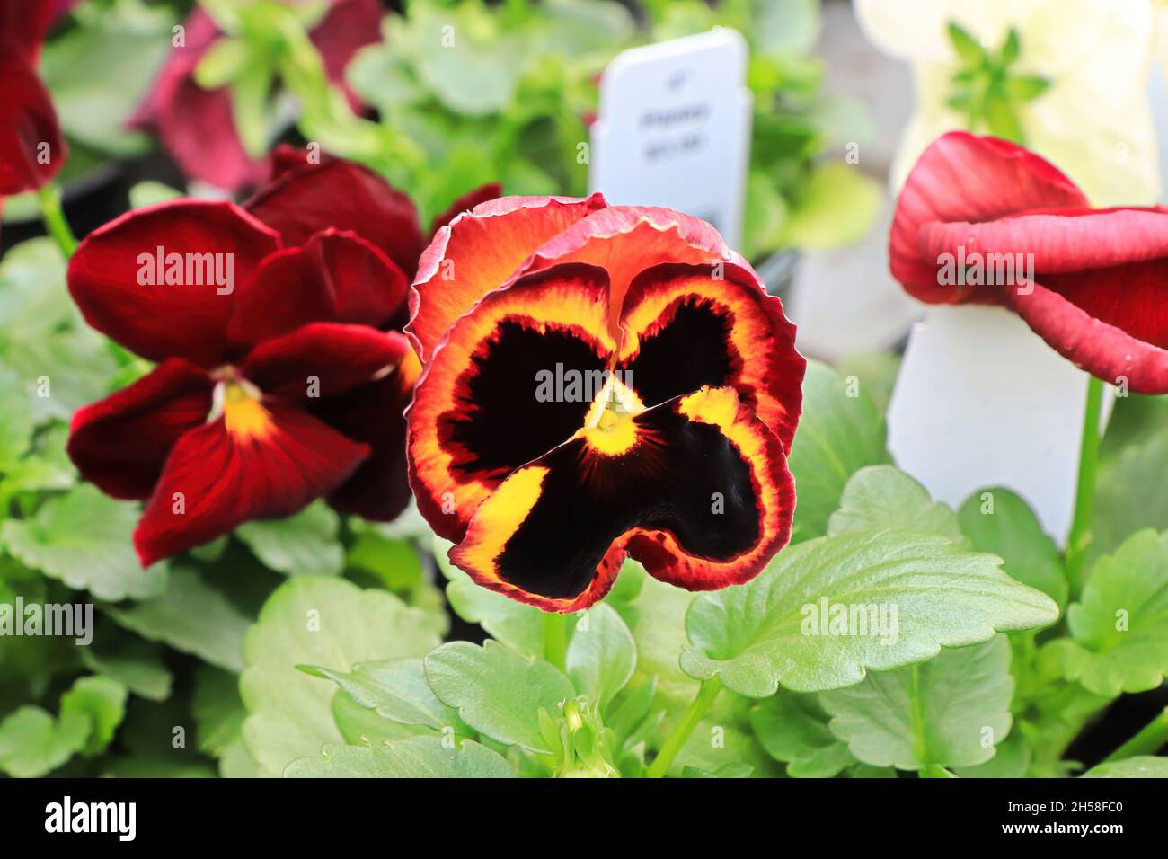 Bright red and yellow violas growing in the fall Stock Photo