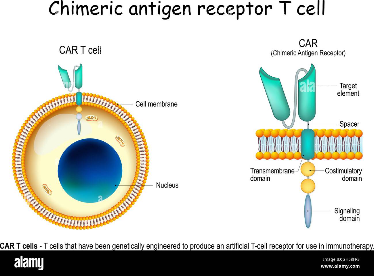CAR - Chimeric antigen receptor T cell. lymphocyte that have been genetically engineered to produce an artificial T-cell receptor Stock Vector