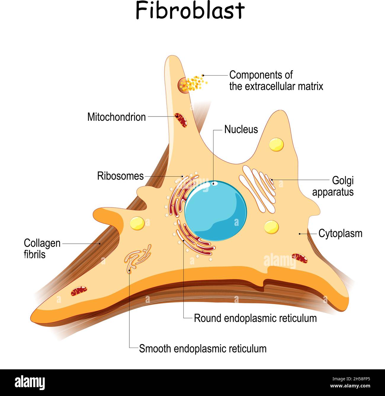 fibroblast. Cell structure and anatomy. Collagen fibers and skin cell. Vector illustration Stock Vector