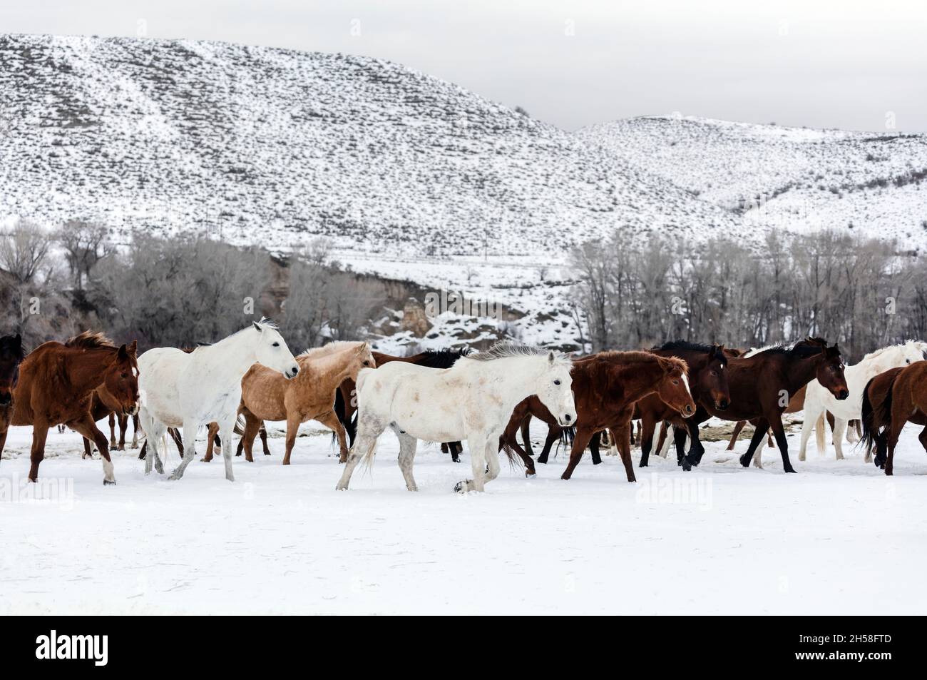 A mixed herd of wild and domesticated horses frolics on the Ladder