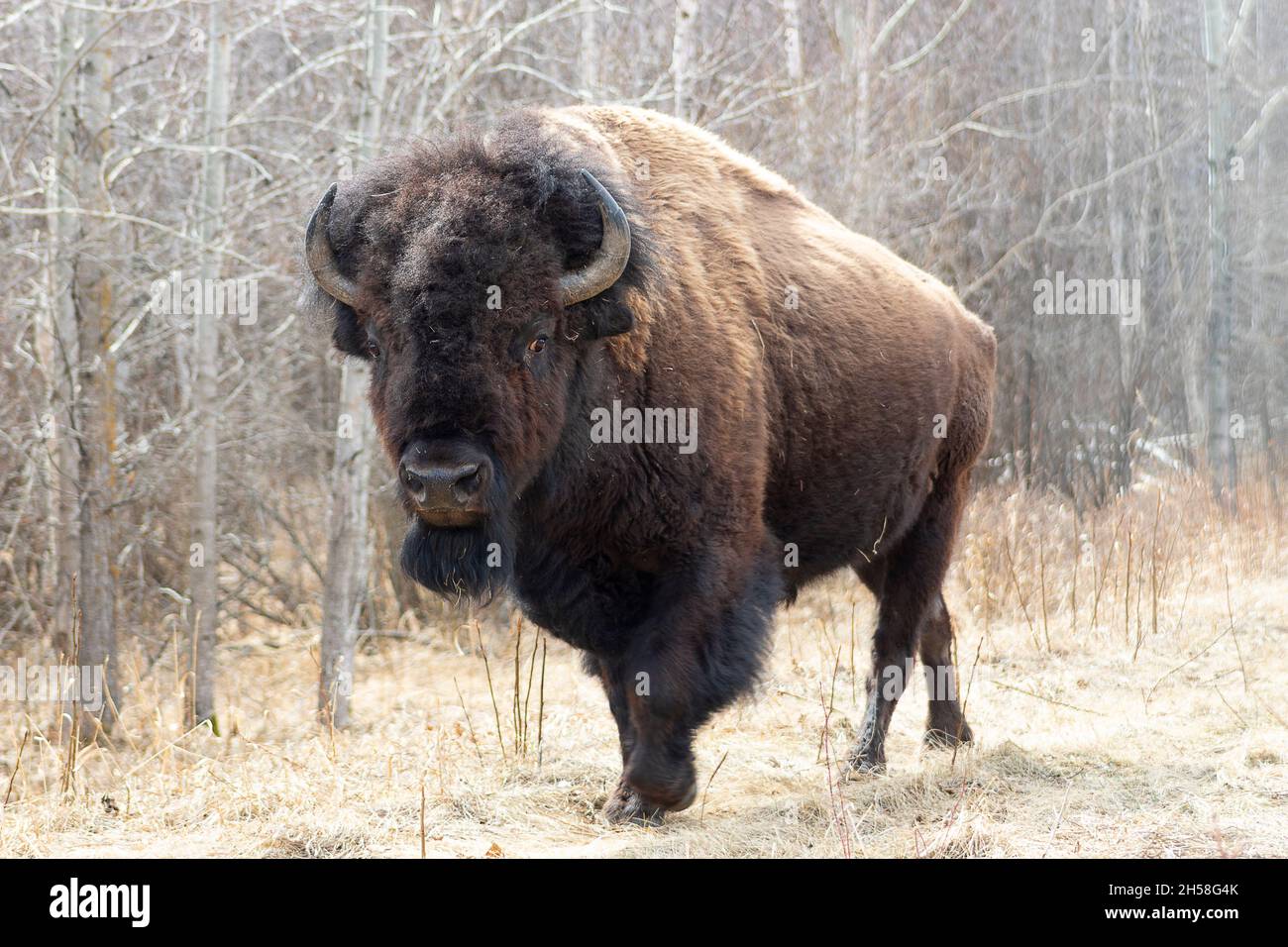 plains bison walking towards camera, burnt grass, dead trees, pale background Stock Photo