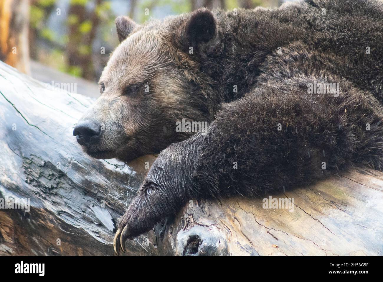 Tired grizzly bear getting comfortable for a nap leaning on large log in rain. face, head, claws, shoulders Stock Photo