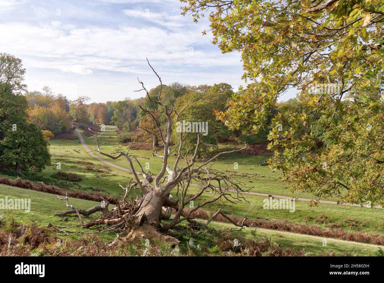 Sevenoaks Weald, Kent UK 7th November 2021. UK Weather Autumnal sun