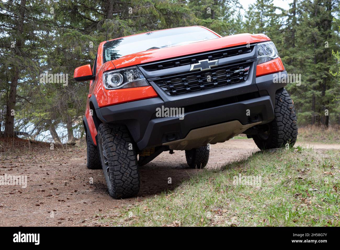 2019 Chevrolet Colorado ZR2 articulate stance on grass area in forested bush area Stock Photo