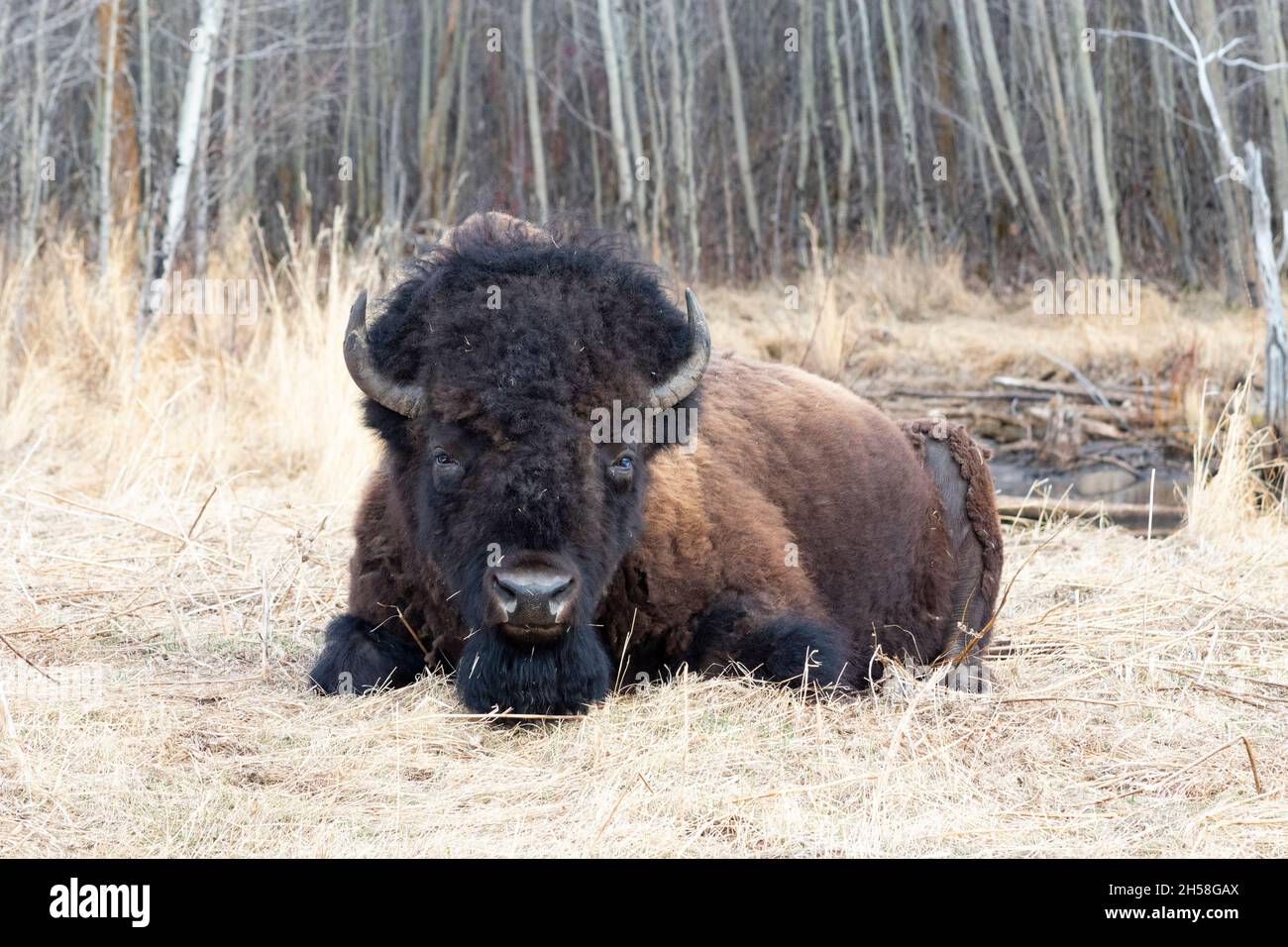 Full body shot of bison laying down in straw in front of lake and pirch trees. Looking straight at camera Stock Photo