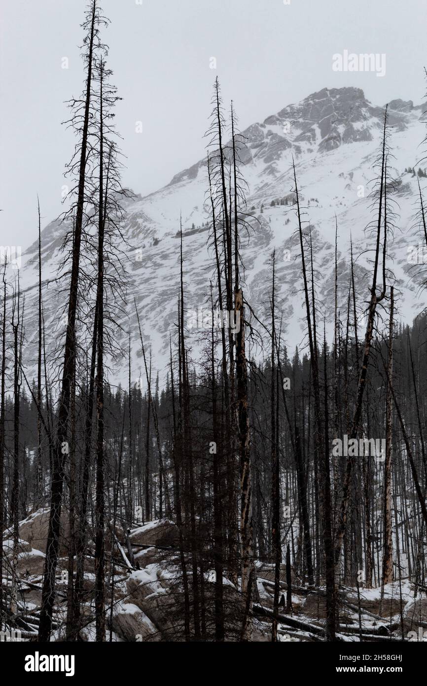 5 years after lightening caused wildfire North of Medicine lake, burnt sparse trees, mountain in background, overcast. Stock Photo