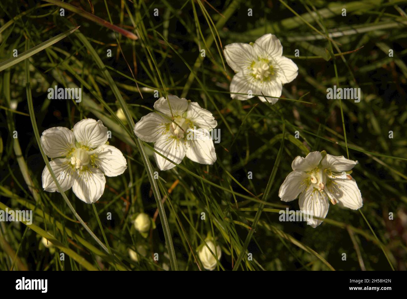 White alpine flower (Minuartia capillacea) in meadow on Flumserbeg Stock Photo