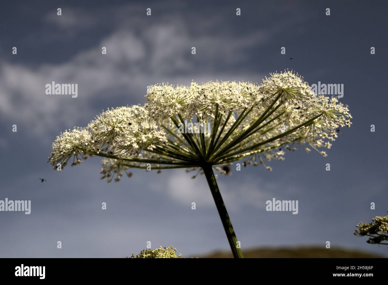 Moon-carrot (Seseli libanotis) inflorescence set against blue sky Stock Photo