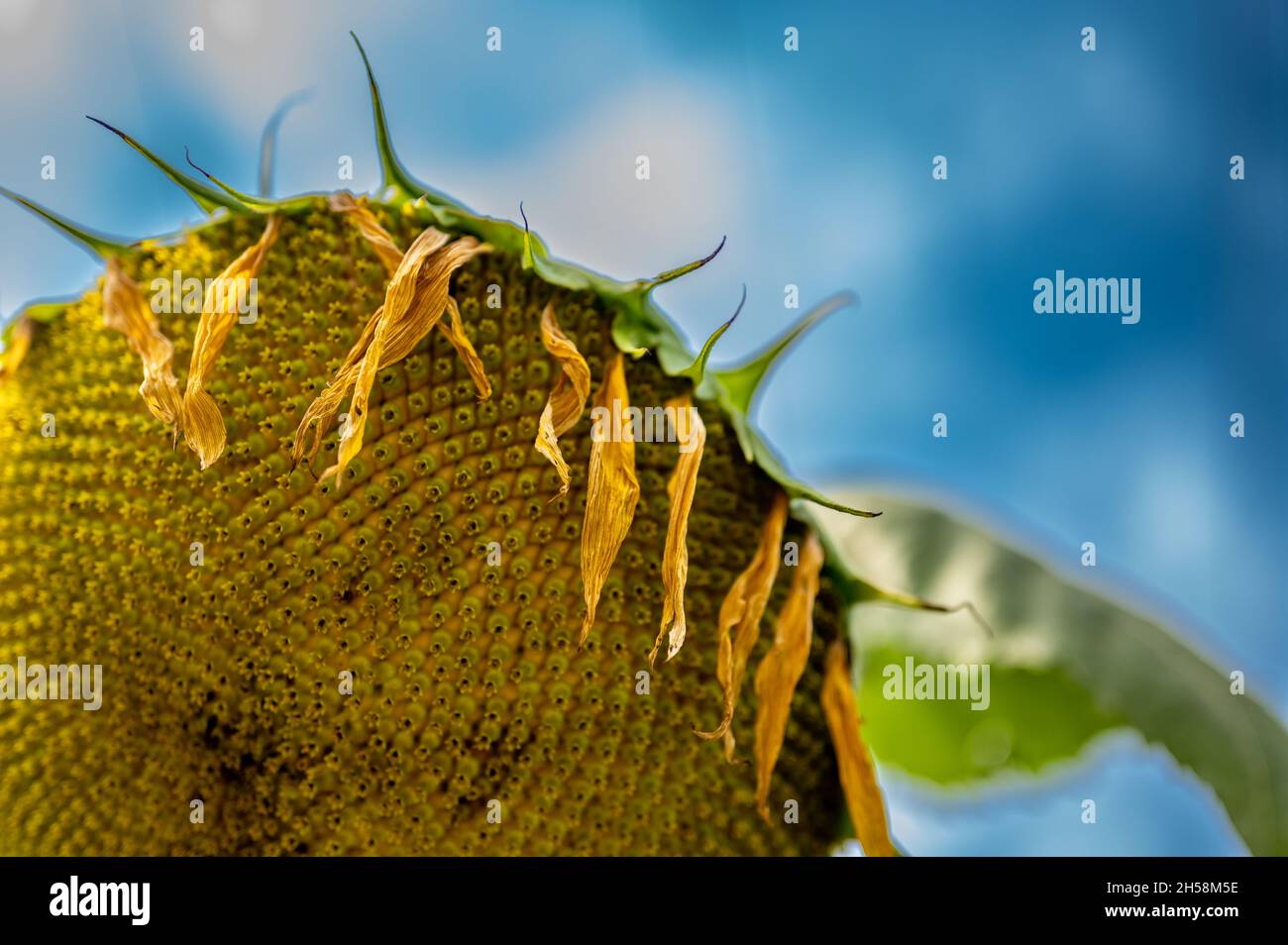 Selective focus on drooping sunflower head after petals have wilted